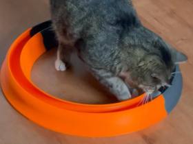 3D Baskı Kediler İçin Halka Şeklinde Toplu Parkur Oyuncağı Yuvarlak Toplu Kedi Oyuncağı Turuncu