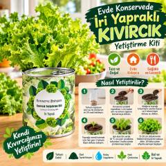 Konserve Bahçem Evde Konservede İri Yapraklı Kıvırcık Yetiştirme Kiti