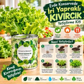 Konserve Bahçem Evde Konservede İri Yapraklı Kıvırcık Yetiştirme Kiti