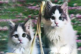 3 Boyutlu Resim  Sevimli Kediler İkili Kedi Resmi Tablosu 40x60 cm