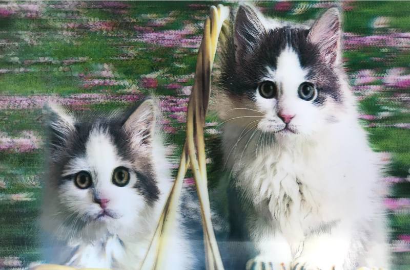 3 Boyutlu Resim  Sevimli Kediler İkili Kedi Resmi Tablosu 40x60 cm